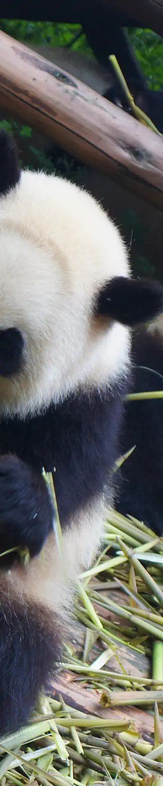 Schau den Pandas beim Spielen zu